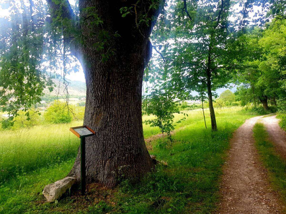 laquila da oggi le querce di preturo avranno un nome