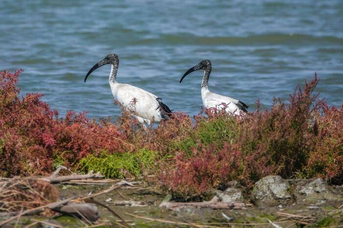 pescara fotografati rari ibis sacri otto esemplari censiti in abruzzo