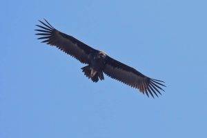 avvoltoio monaco foto di Stefano Scivola scaled cCrSC
