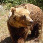orso Dfyks