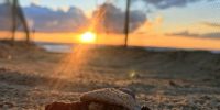 RISERVA DEL BORSACCHIO: NATE 70 TARTARUGHE CARETTA CARETTA, GRAZIE A PRESIDIO H24 DEI VOLONTARI