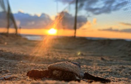 RISERVA DEL BORSACCHIO: NATE 70 TARTARUGHE CARETTA CARETTA, GRAZIE A PRESIDIO H24 DEI VOLONTARI