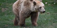 TUTELA DELL’ORSO MARSICANO: CANTINA TOLLO E PNALM INSIEME PER ACQUISTARE COLLARI SATELLITARI