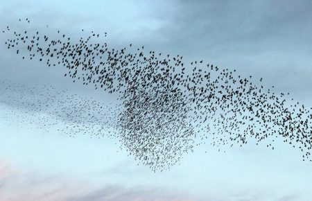 MIGRAZIONI ANIMALI: A VASTO ESPERTI INTERNAZIONALI, MENNA, “PREMIATO NOSTRO PATRIMONIO AMBIENTALE”